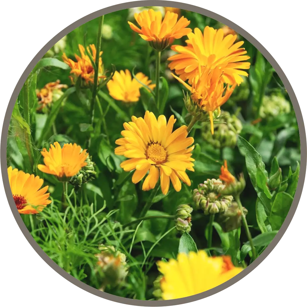 Calendula