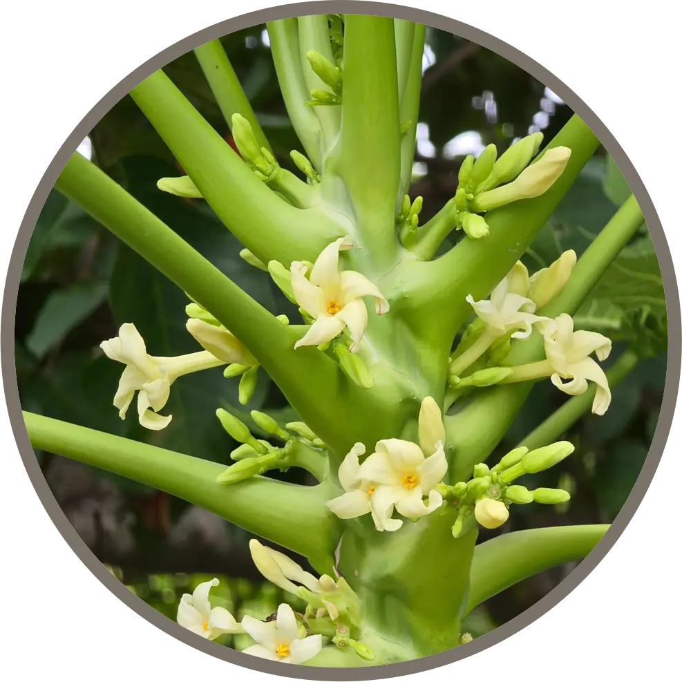 Papaya flower