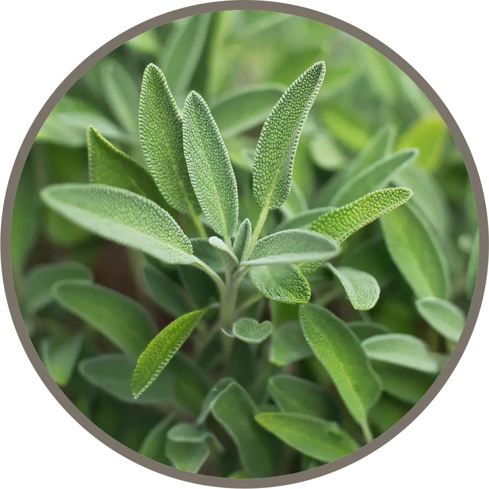 Sage leaves