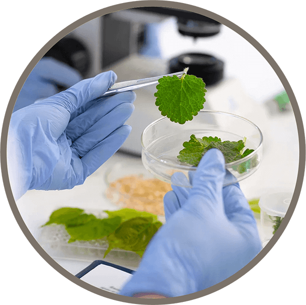 Arcadia Health Consultancy